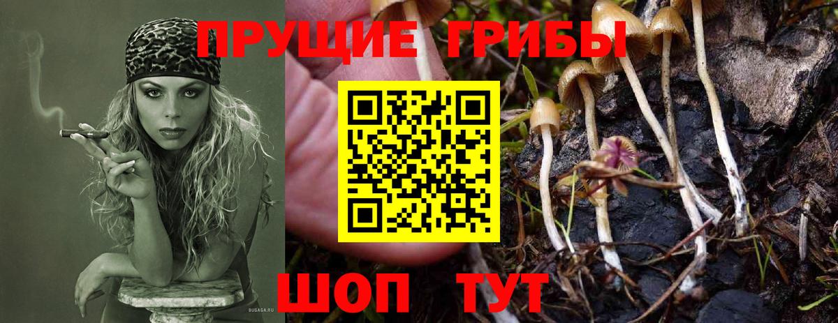 Псилоцибиновые грибы мицелий Буйнакск